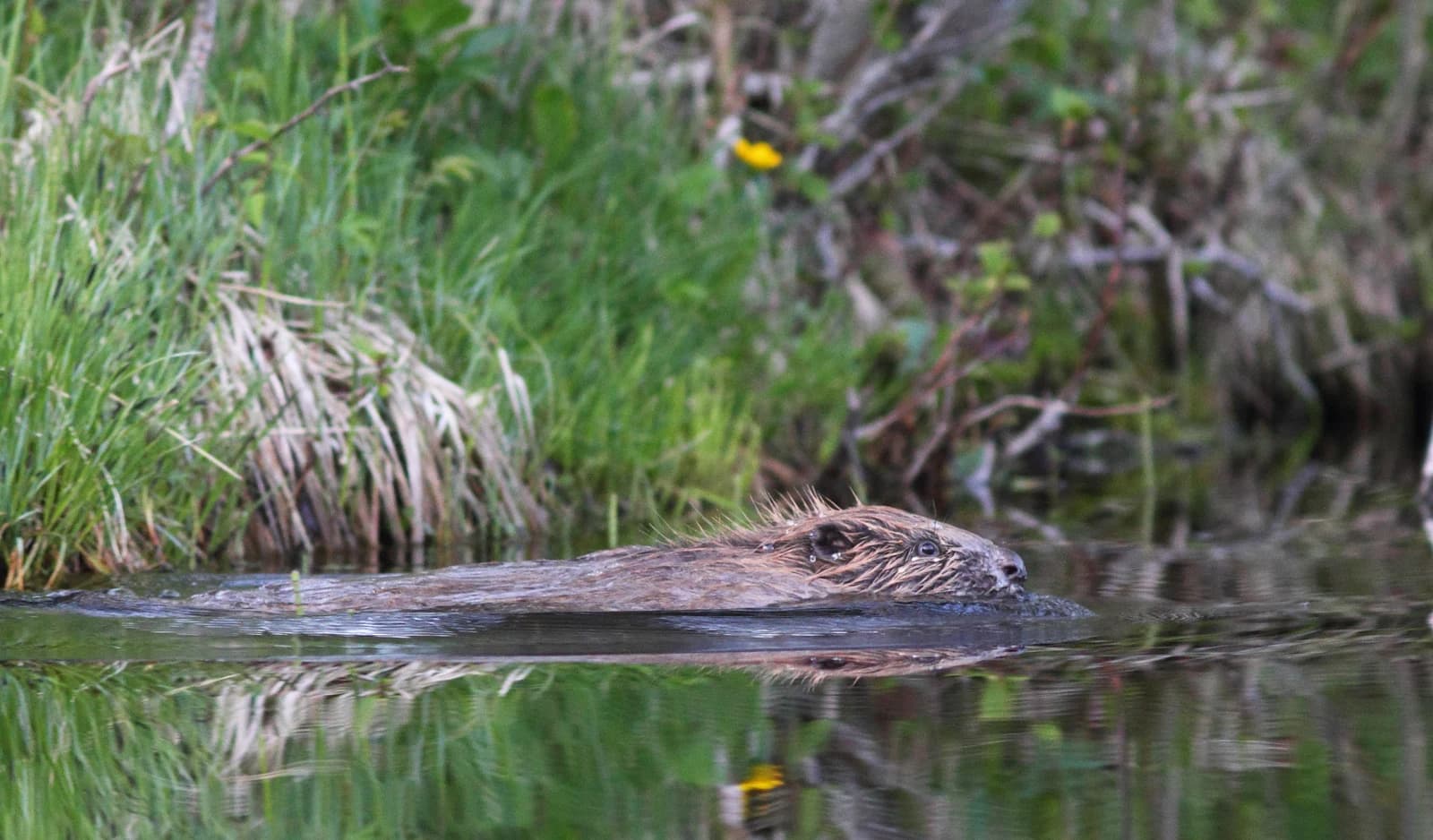 Een Europese bever die in een stuwmeer zwemt